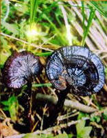 Ganoderma formosanum Chang et Chen.