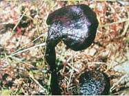 Ganoderma fornicatum Fr.Pat.
