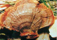 Ganoderma fulvellum Bres.