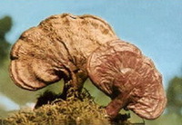 Ganoderma gibbosum Nees Pat.