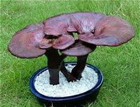 Ganoderma guinanense J.D.Zhao et X.Q.Zhang