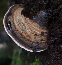 Ganoderma hainanense Zhao,Xu et Zhang.