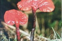 Ganoderma kunmingense J. D. Zhao.
