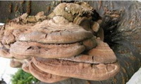 Ganoderma lobatum Schw. Atk.