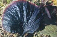 Ganoderma luteomarginatum J.D.Zhao,L.W.Hsu et X.Q.Zhang