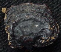 Ganoderma magniporum