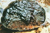 Ganoderma mastoporum Lév Pat.
