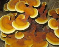 Ganoderma mediosinense J.D.Zhao.