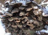 Ganoderma mirivelutinum J.D.Zhao.