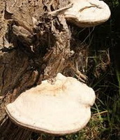 Ganoderma monglicum.