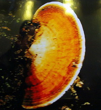 Ganoderma multiplicatum Mont.Pat.