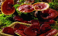 Ganoderma multplea D.Hou.