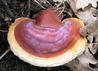 Ganoderma ochrolaccatum Mont Pat.