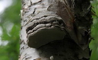 Ganoderma parviungulatum J.D.Zhao et X.Q.Zhang.