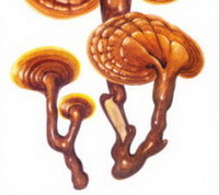 Ganoderma ramosissimum J.D.Zhao.