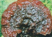 Ganoderma rotundatum J.D.Zhao.