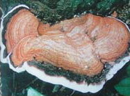 Ganoderma sanmingense J.D. Zhang et X.Q. Zhang.