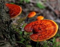 Ganoderma shandongense.J.D.Zhao et L.W.Hsu.