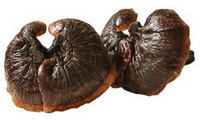 Ganoderma sichuanense J.D. Zhao & X.Q. Zhang.