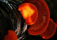 Ganoderma parviungulatum J.D.Zhao et X.Q.Zhang.