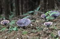 Ganoderma submubraculum Imazeki.