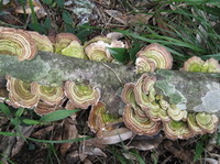 Ganoderma tenue Zhao,Xu et Zhang.