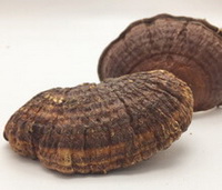 Ganoderma tibetanum J.D.Zhao et X.Q.Zhang.