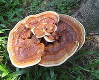 Ganoderma tropicum Jungh.Bres.