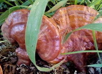 Ganoderma tsugae.