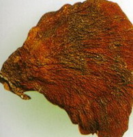 Ganoderma tsunodae.