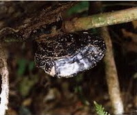 Ganoderma valesiacum.