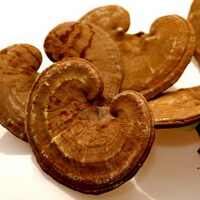 Ganoderma Lucidium avec de la poudre de spores sur la surface