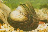 un crostaceo di Hyriopsis cumingii Lea su sabbie in acqua