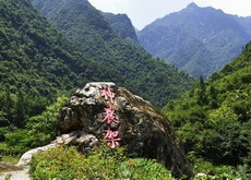 Mountain Field