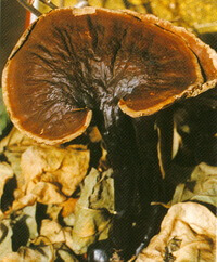 a dark brownish mushroom of Ganoderma ahmadii Steyaert grows in grass.