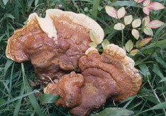two brownish mushrooms of Ganoderma ahmadii Steyaert grow in grass.