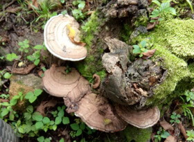 several mushrooms of Ganoderma applanatum pers ex Gray Pat grow around trunk
