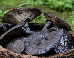 several collected Black Ganoderma Ganoderma atrum.J.D.Zhao. in a bamboo basket