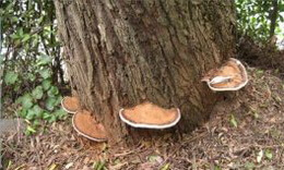 four brownish mushrooms of Ganoderma australe Fr.Pat grow on tree trunk.