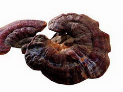 two mushroom pieces of Ganoderma austro fujianense J. D. Zhao.