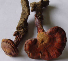 two reddish brown mushrooms of Ganoderma chenghaiense J.D.Zhao.