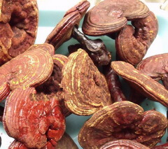 several red brownish mushrooms of Ganoderma chenghaiense J.D.Zhao are piled together