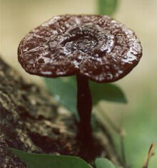 a brownish mushroom of Ganoderma cochlear Blume et Nees Bres grows on stems