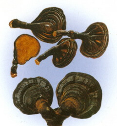 a colorful mushrooms drawing of Ganoderma cochlear Blume et Nees Bres.