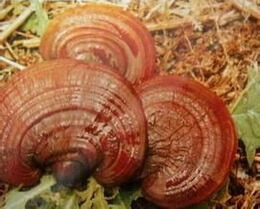 three reddish brown mushrooms of Ganoderma crebrostriatum Zhao et Xu grow in field