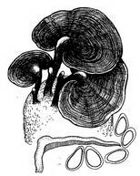 a mushroom drawing of Ganoderma crebrostriatum Zhao et Xu.