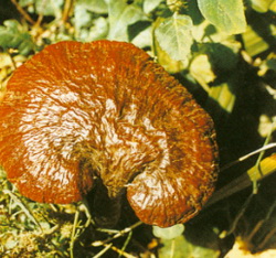 a brownish mushroom of Ganoderma curtisii Berk.Murrill.