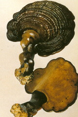 a colorful drawing of Ganoderma dahlii Henn Aoshima.