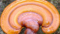 a yellow brownish mushroom of Ganoderma daiqingshanense J.D.Zhao.