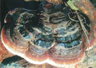 a mushroom of Ganoderma diaoluoshanense.